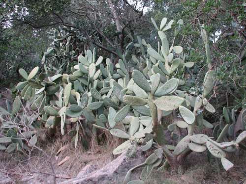 Cactus Carve Name Plant
