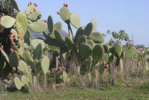 Cactus Costa Del Sol Spain Prickly
