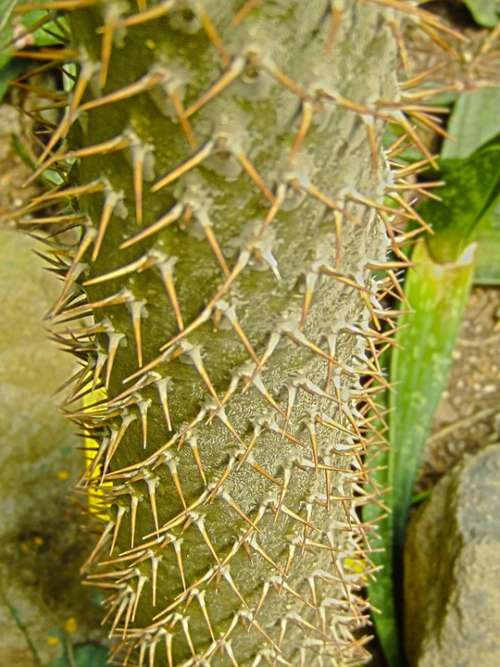 Cactus Stem Trunk Thorns Spines Sharp Prickly