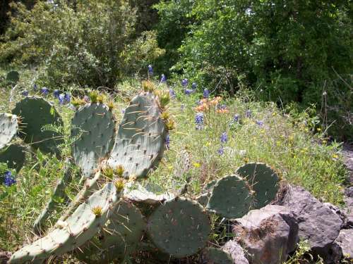 Cactus Rocks Wildflowers Landscape Natural Summer