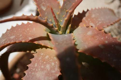 Cactus Solar Brown Green Plant