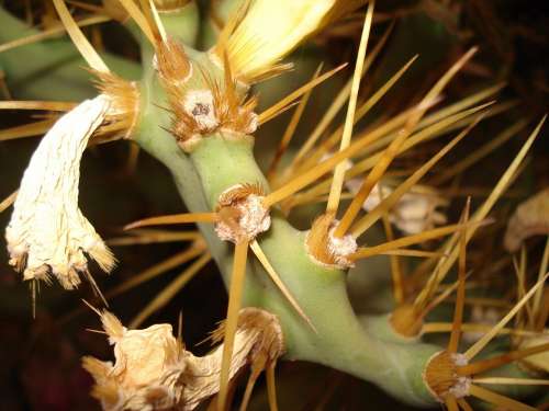 Cactus Flower Arizona Plant Desert