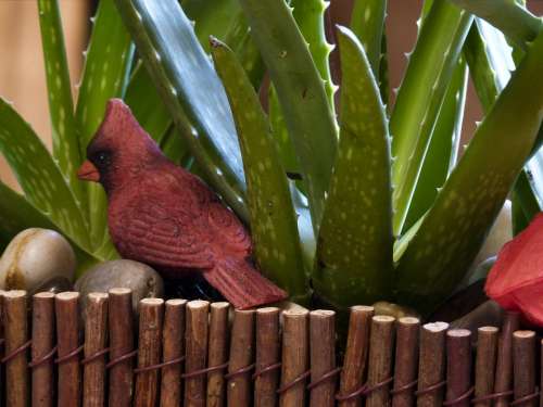 Cactus Plant Birds Red Decoration Close-Up Nature