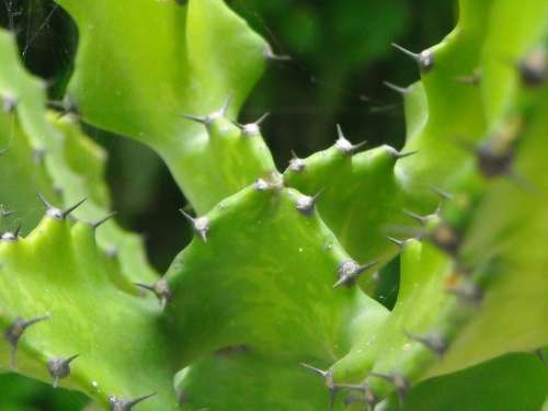 Cactus Thorn Plants Green