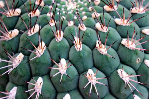 Cactus Spur Ball Cactus Thorns Cactus Greenhouse