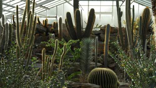 Cactus Globose Prickly Plant Cactaceae Greenhouse