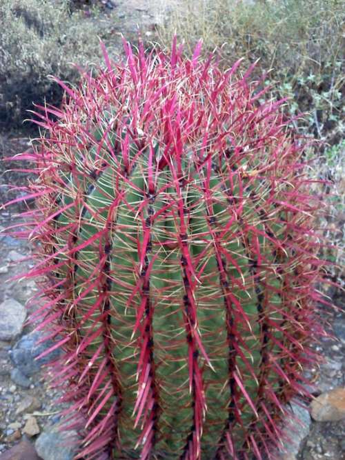 Cactus Arizona Landscape Nature Barrel Cactus