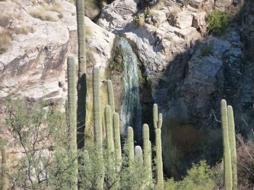 Cactus Tucson Arizona Desert Nature Landscape