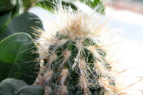 Cactus Prickly