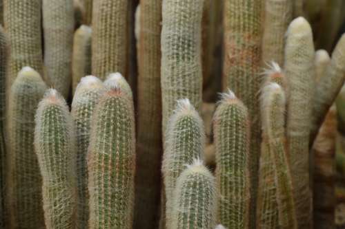 Cactus Desert Spines