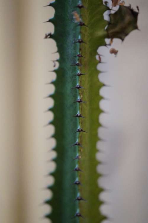 Cactus Spur Prickly Sting Close Up Plant