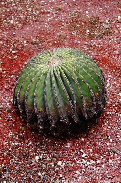 Cactus Nature Plant