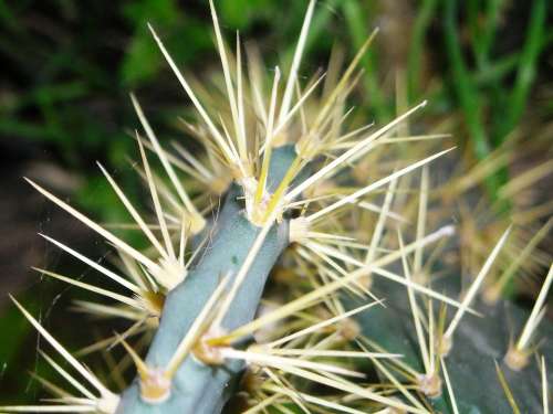 Cactus Centong Thorn Plants