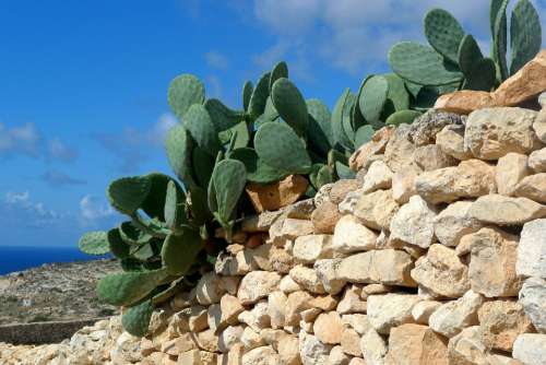 Cactus Plant Fruit Green Rock