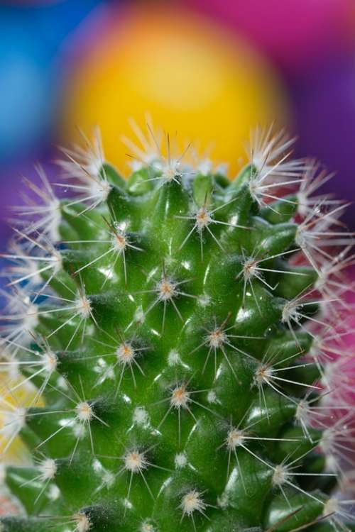 Cactus Plant Thistle Tequila Dew Water Wilderness