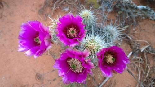 Cactus Blossoms Southwest Sedona Arizona Purple