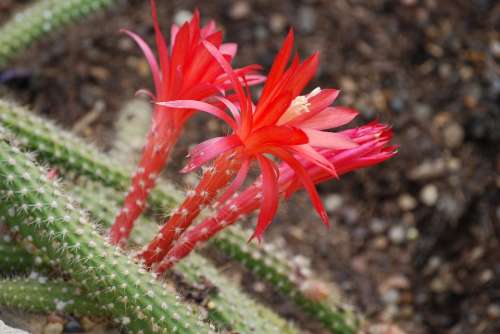 Cactus Cactaceae Disocactus Martianus Desert Flower