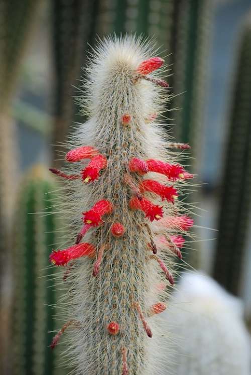 Cactus Cactaceae Desert Flower Spiky Thorns