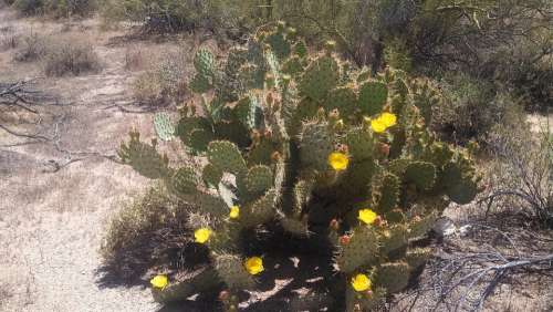 Cactus Cacti Flower Desert Desert Flower
