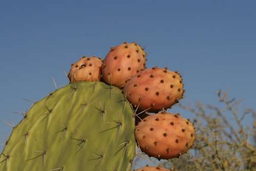 Cactus Close-Up Fruit Plant Botany Cacti