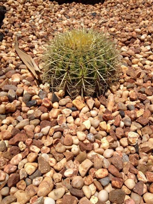 Cactus Plant Desert Cacti Botanical Summer Spike