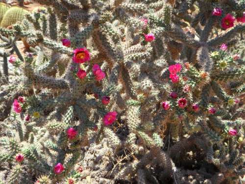 Cactus Cactus Blossom Bloom Flowers Pink