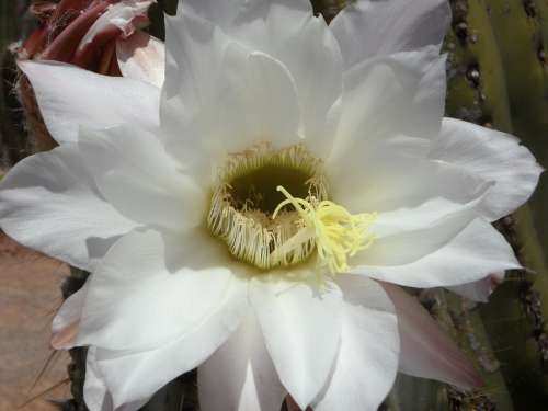 Cactus Cactus Blossom Bloom Blossom Bloom Close Up