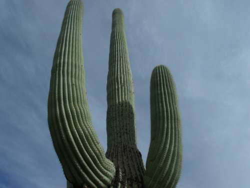 Cactus Tall Desert Nature Plant Arizona Sky