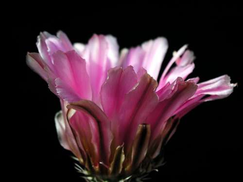 Cactus Blossom Plant Flower Nature Desert