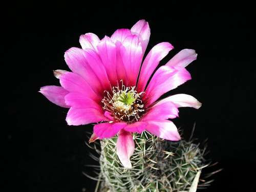 Cactus Blossom Plant Flower Nature Desert