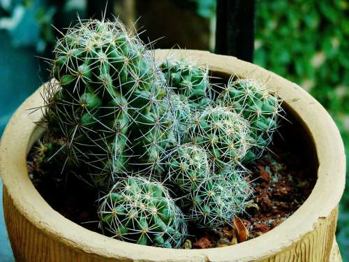 Cactus Cacti Plant Potted Plant Pot