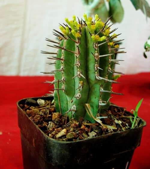 Cactus Potted Plant Small Cacti Thorns Houseplant
