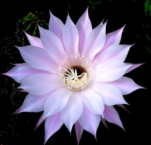 Cactus Flower Nature Bloom Garden Petals Plants