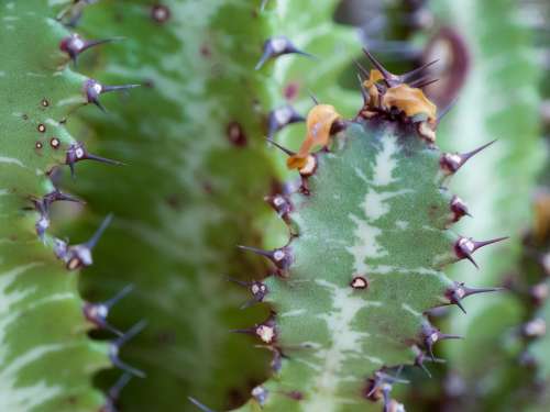 Cactus Plant Green Skewers Thorns Desert Thorny