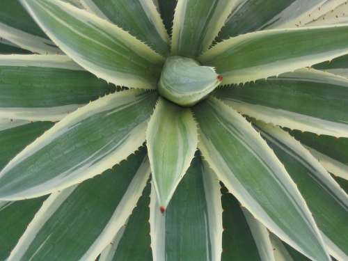 Cactus Leaf Green Desert Plant Spike Thorn