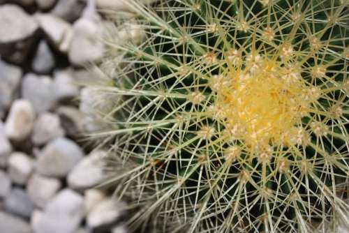 Cactus Flower Nature Plants Plant