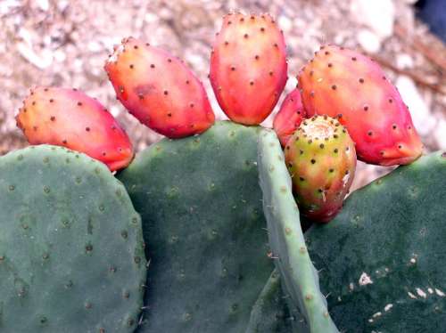 Cactus Cactus Fig Plant South Mediterranean