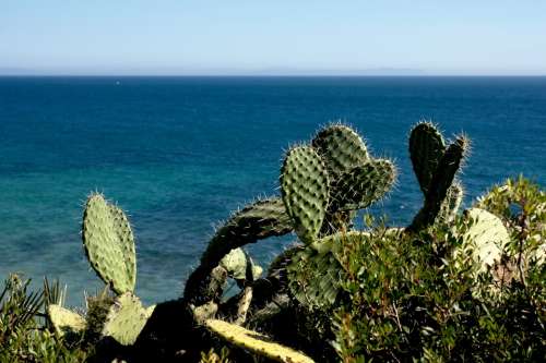 Cactus Nature Summer Costa Sea Spain Landscape