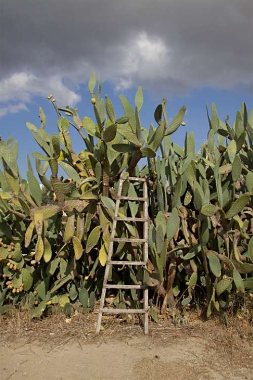 Cactus Prickly Pear Head Warm Heiss Landscape