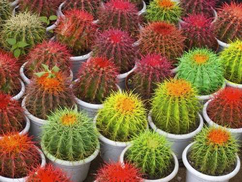 Cactus Pots Thorns Plant