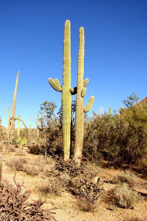 Cactus Arizona Forest Nature Green Plant Desert