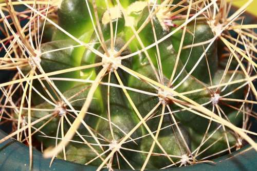 Cactus Plant Thorns Nature Close Up