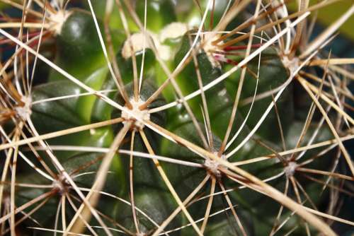 Cactus Plant Thorns Nature Close Up