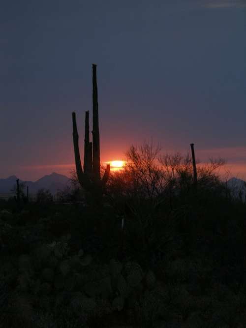 Cactus Sunset Desert Silhouette Landscape Western