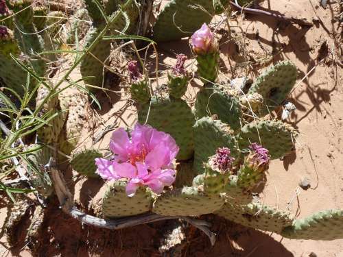 Cactus Desert Blossom Bloom Cactus Blossom Drought