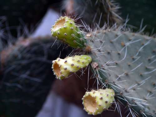 Cactus Prickly Thorn Nature Plant Natural Blossom