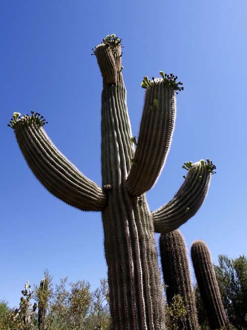 Cactus Giant Desert Blue Sky Nature Plant