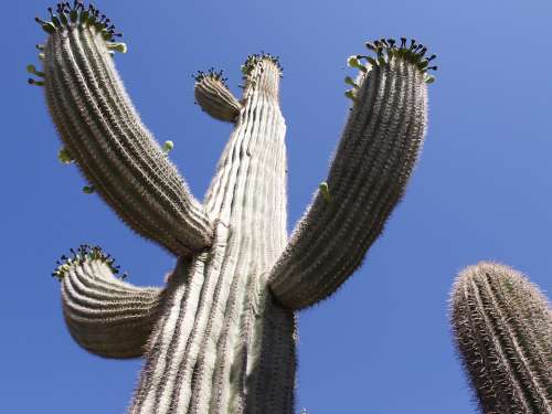 Cactus Desert Arizona Usa Nature Plant