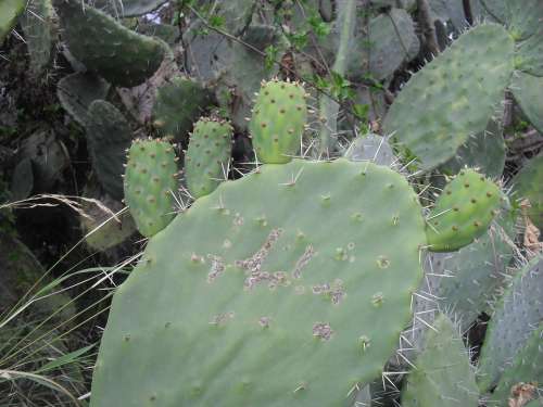 Cactus Plants Nature Green