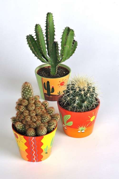 Cactus Succulent Plant Green Thorns Vase Vases